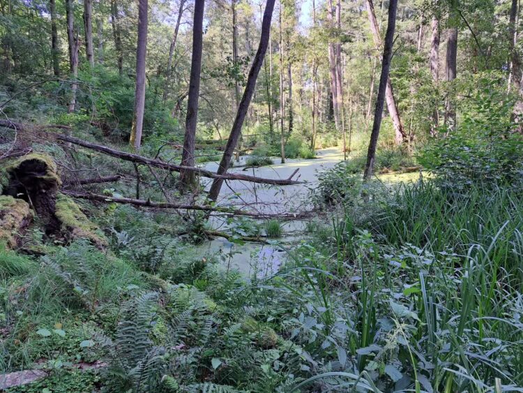 "Bukowe Uroczysko" - nowy rezerwat przyrody na terenie Nadleśnictwa Zielona Góra Radio Zachód - Lubuskie