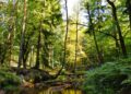 fot. J. Kazimir/ Nadleśnictwo Wymiarki