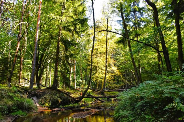 fot. J. Kazimir/ Nadleśnictwo Wymiarki