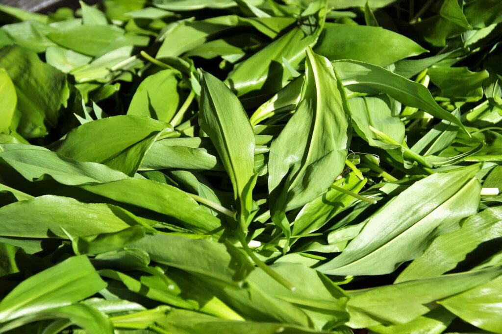 Czas na zieleninę! Sprzątamy las fot. Pixabay