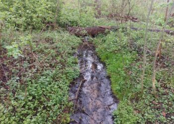 Na spacer do lasu Radio Zachód - Lubuskie