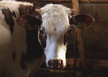 Zdjęcie ilustracyjne. Fot. Pixabay