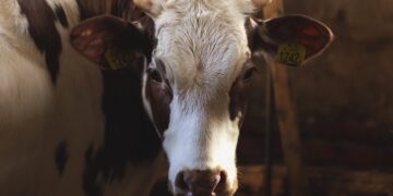 Zdjęcie ilustracyjne. Fot. Pixabay