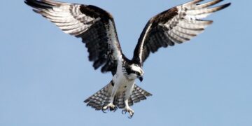 Rybołów (NASA - wikipedia commons)