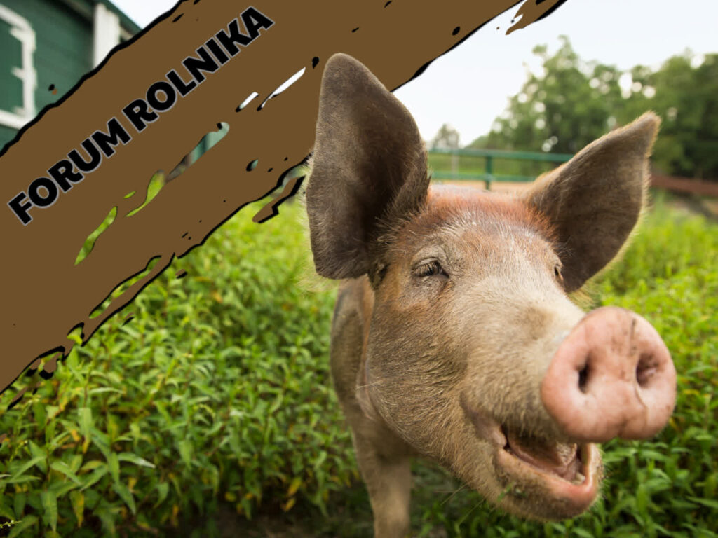 Forum Rolnika #4: Inwestycje poprawiające dobrostan bydła i świń Radio Zachód - Lubuskie