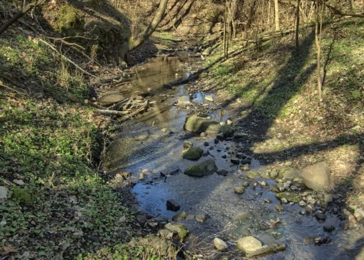 Zielonogórscy społecznicy walczą o tereny zielone Radio Zachód - Lubuskie