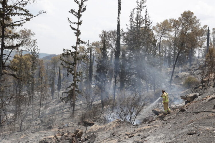 Niszczycielskie pożary w Izraelu (PAP/EPA/ABIR SULTAN)