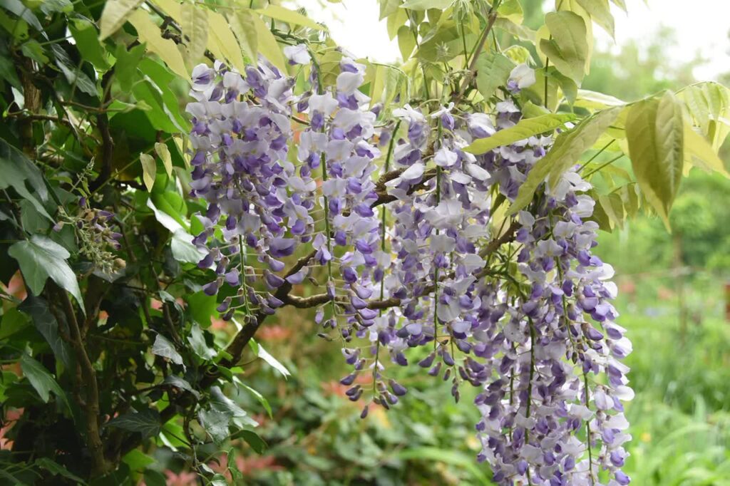 Trawnik i wisteria w naturalnym ogrodzie fot. Pixabay