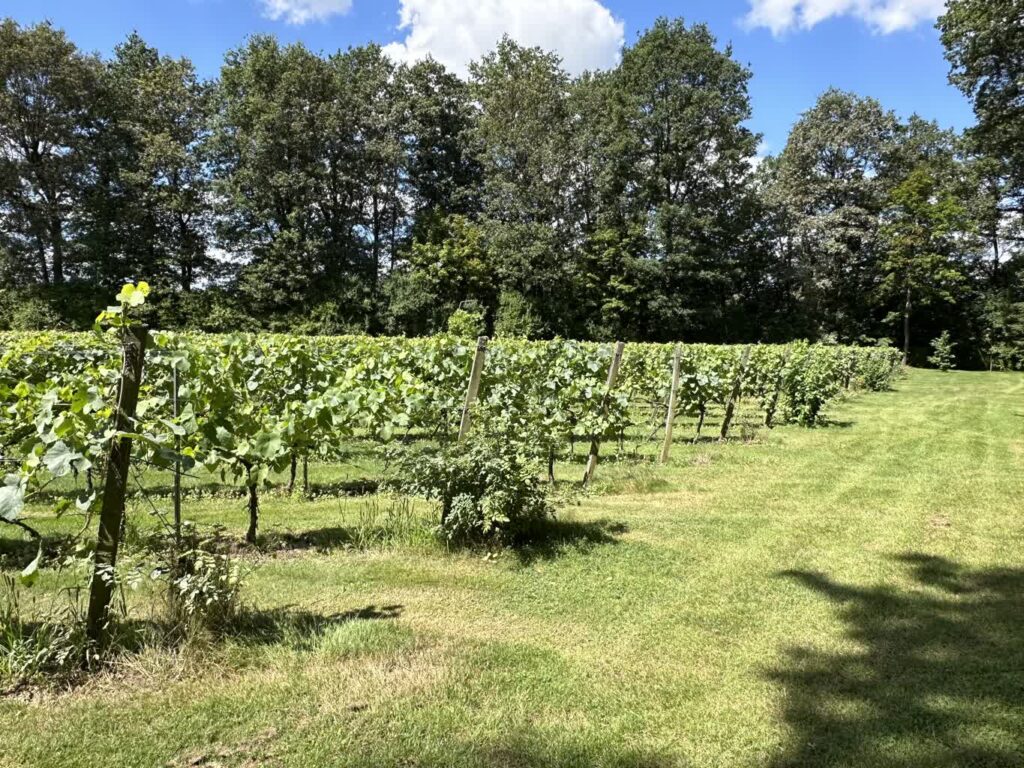 KOWR: Coraz więcej producentów wina w Polsce Radio Zachód - Lubuskie