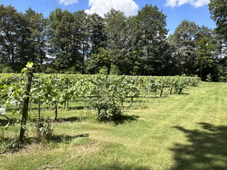 KOWR: Coraz więcej producentów wina w Polsce Radio Zachód - Lubuskie