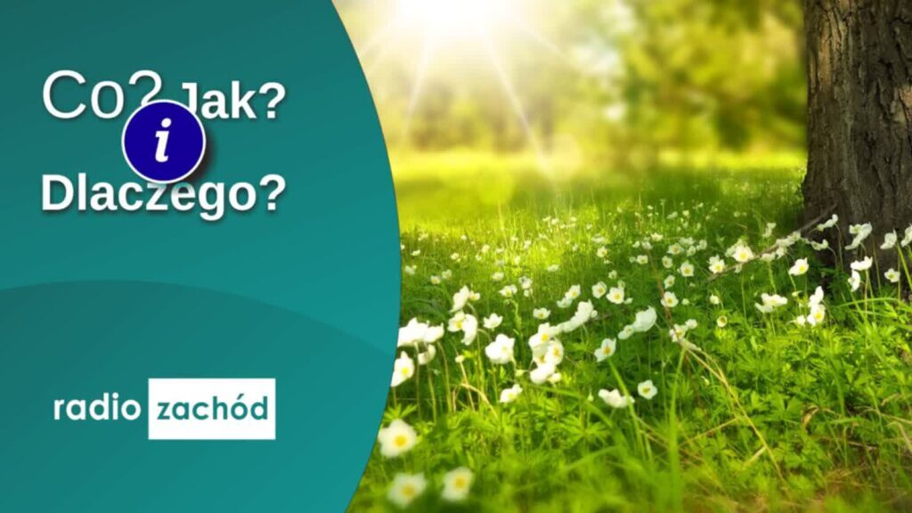 Światowy Dzień Pszczół Radio Zachód - Lubuskie