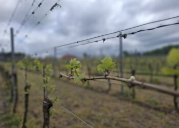 Winiarska majówka. W niedzielę czekały winnice Radio Zachód - Lubuskie