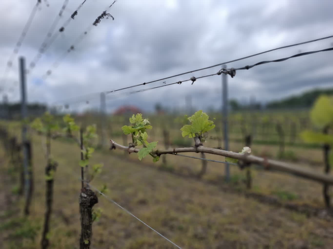 Winiarska majówka. W niedzielę czekały winnice Radio Zachód - Lubuskie