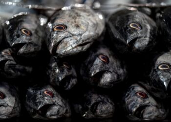 Śnięte ryby - zdj. ilustracyjne (pixabay)