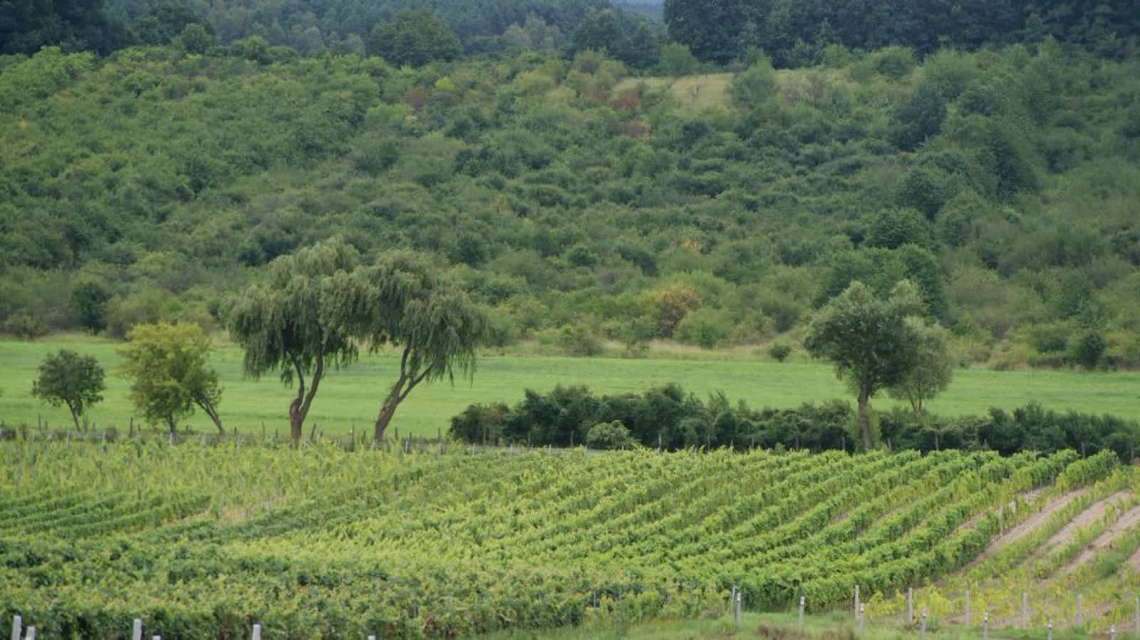 Wieża na Górze Cesarza