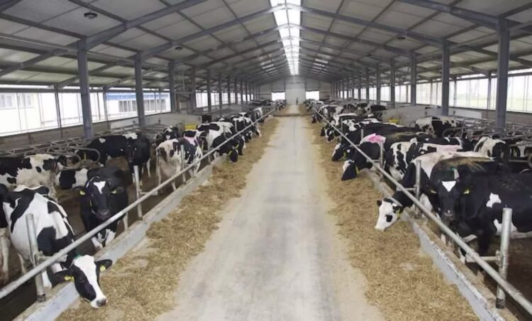 Ranking lubuskich hodowców bydła 9 Obora w HZZ Osowa Sień