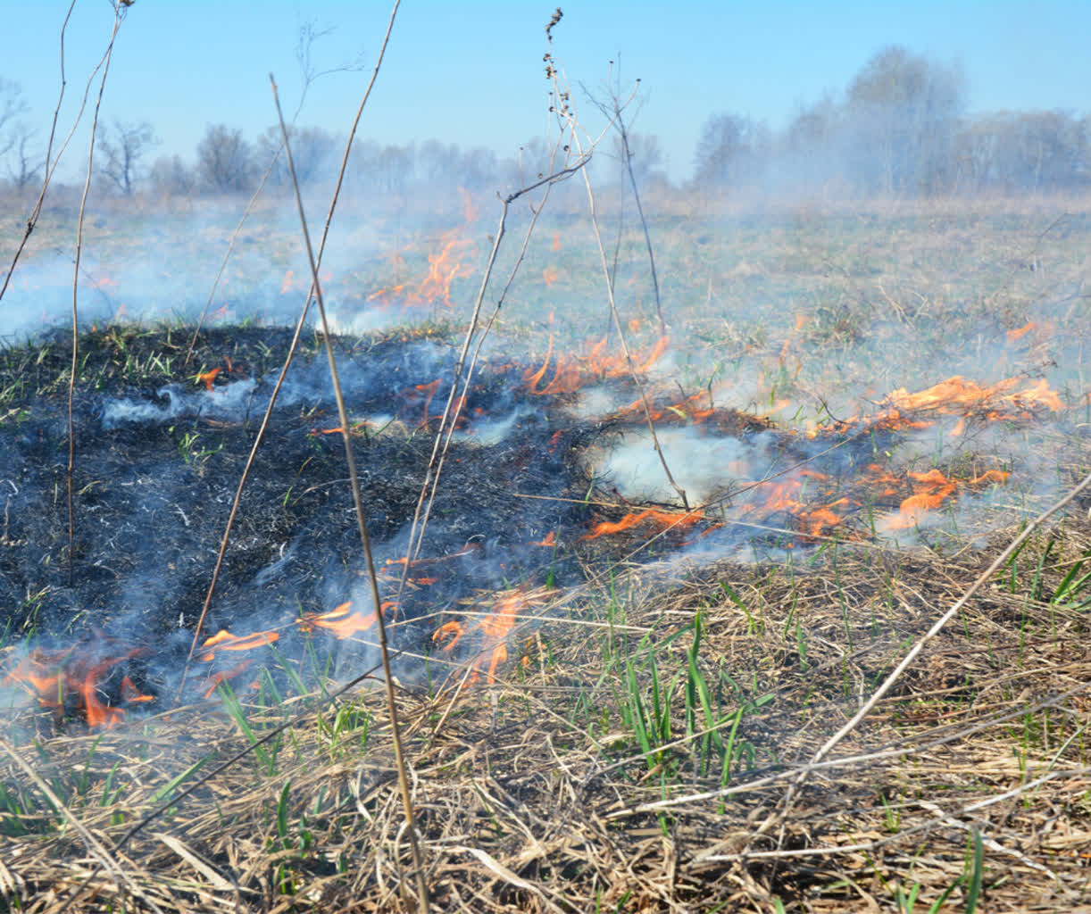Coraz więcej pożarów traw. Gorzowska straż apeluje Radio Zachód - Lubuskie