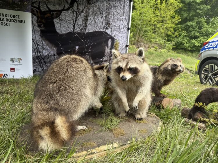 Inwazja szopów praczy w zachodniej części Polski 9 Inwazja szopów praczy w zachodniej części Polski Radio Zachód - Lubuskie