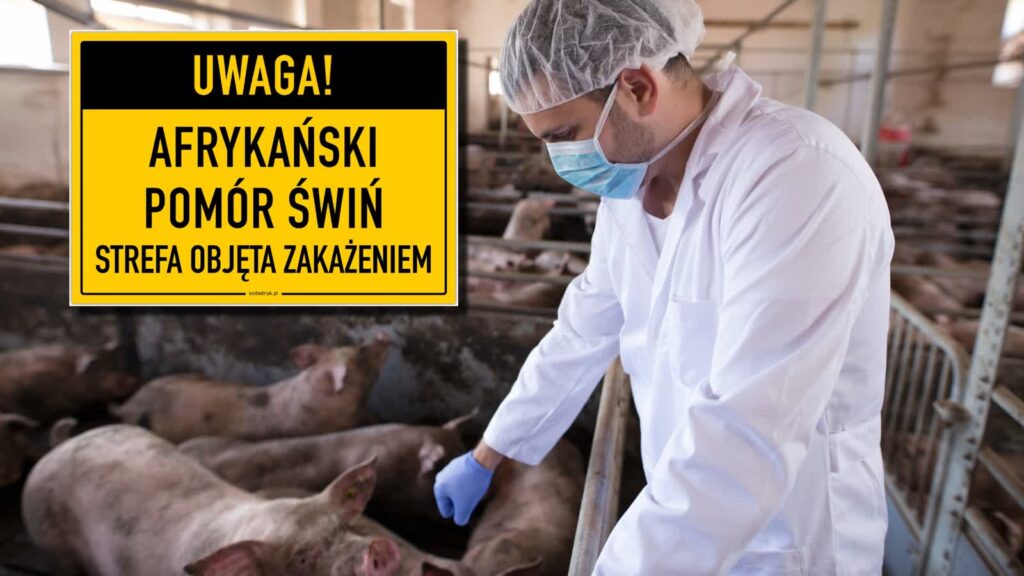 ASF w Polsce. Pierwsze ognisko w tym roku 2 Zdjęcie ilustracyjne. Fot. Freepik i internet