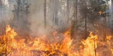 Najwyższy stopień zagrożenia pożarowego w lubuskich lasach Radio Zachód - Lubuskie