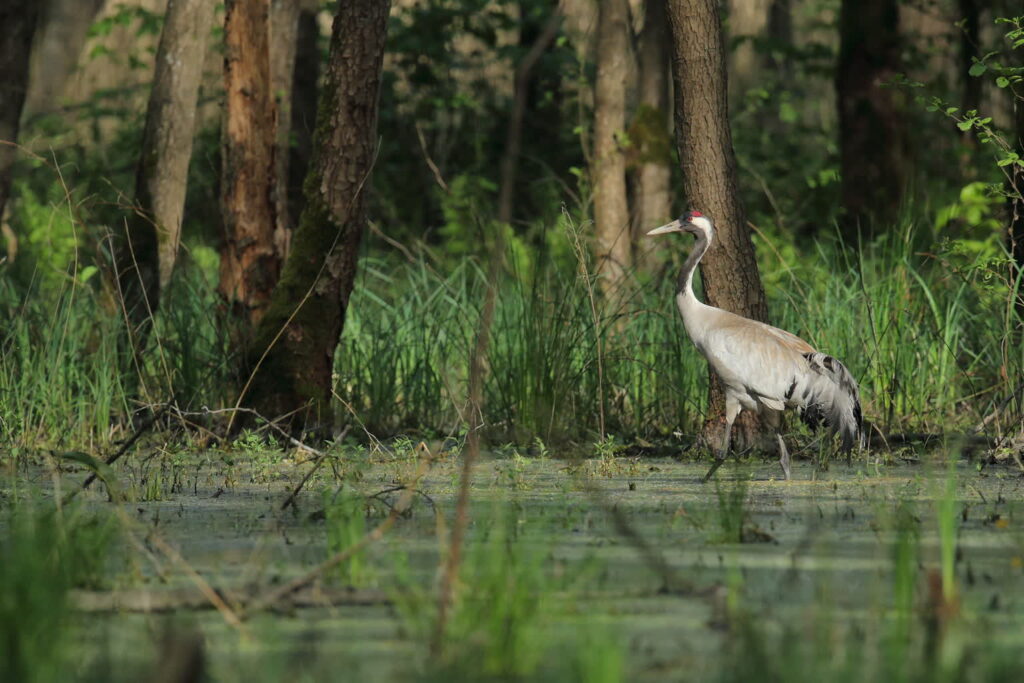 Rezerwat przyrody „Torfowisko Pliszka” – Nadleśnictwa Torzym i Krosno. Fot. Regionalna Dyrekcja Lasów Państwowych w Zielonej Górze/FB