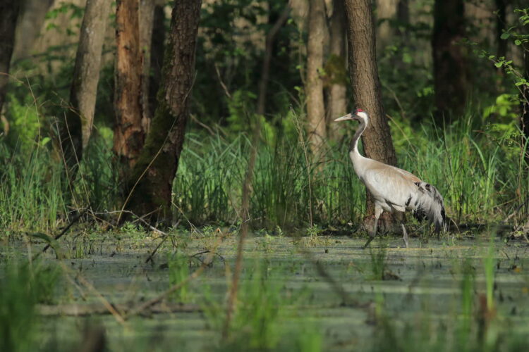 Rezerwat przyrody „Torfowisko Pliszka” – Nadleśnictwa Torzym i Krosno. Fot. Regionalna Dyrekcja Lasów Państwowych w Zielonej Górze/FB