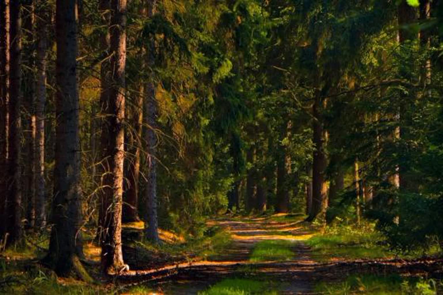 Zasady korzystania z lasu