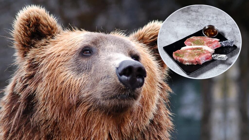 Rewolucja w menu. Słowacja dopuści do sprzedaży mięso z zastrzelonych niedźwiedzi 3 Fot. Pixabay