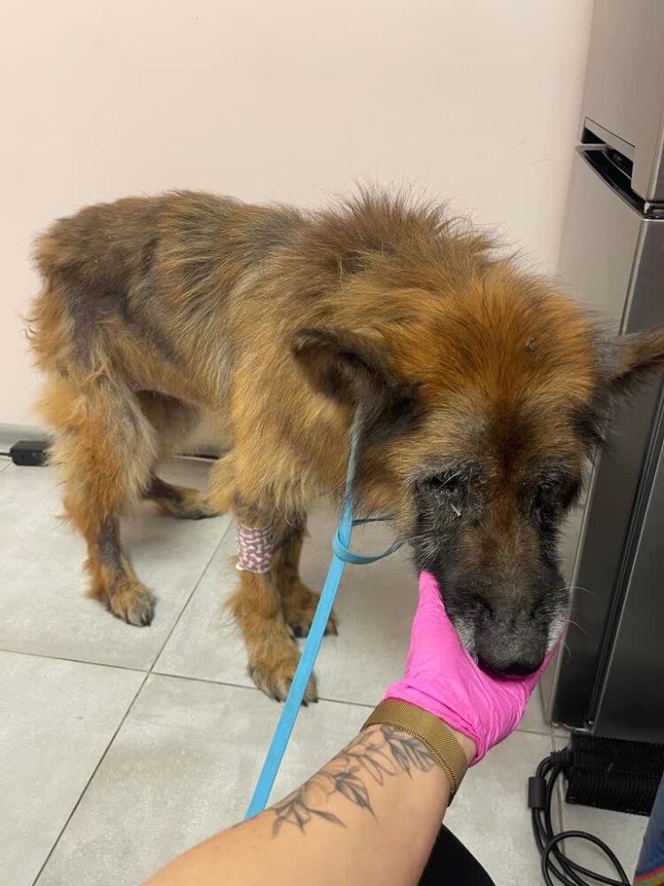 "Sprawa Abi i Afry" audycja Izabeli Kwiatkowskiej Radio Zachód - Lubuskie