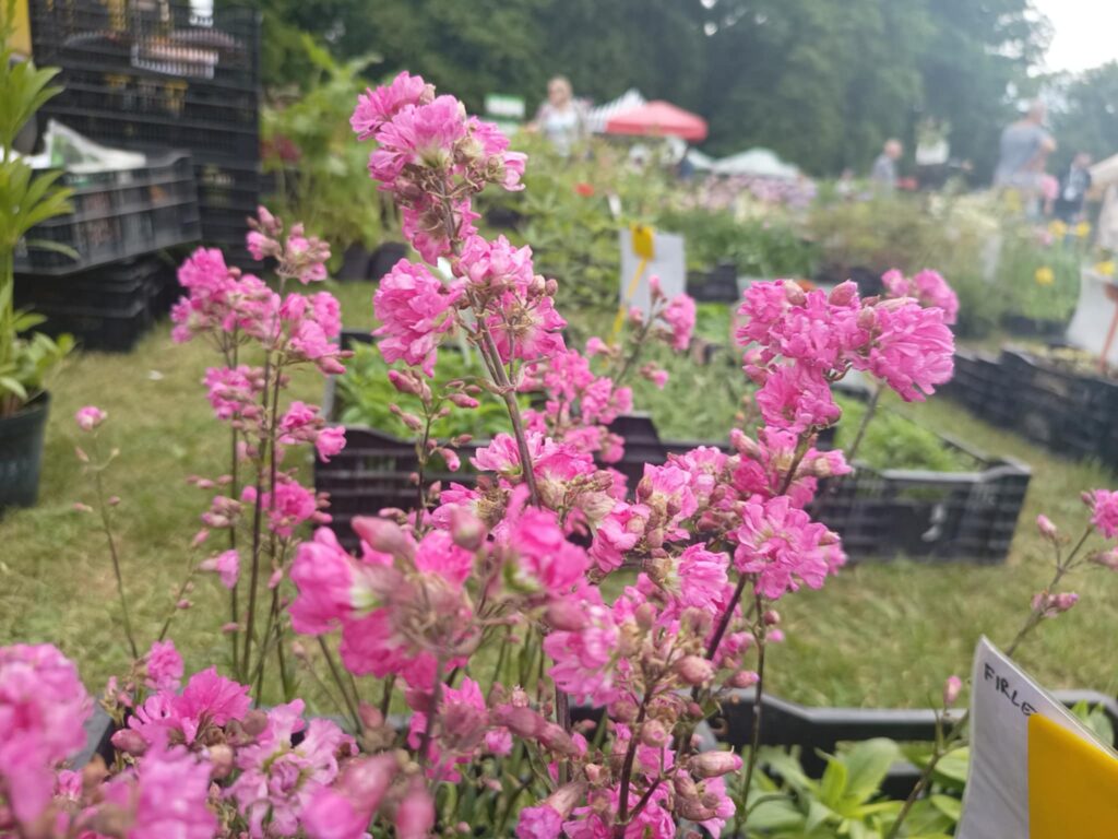 Kiermasz ogrodniczy „Złote ogrody księżnej Doroty” [ZDJĘCIA] Radio Zachód - Lubuskie