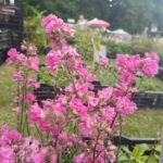 Kiermasz ogrodniczy „Złote ogrody księżnej Doroty” [ZDJĘCIA] Radio Zachód - Lubuskie