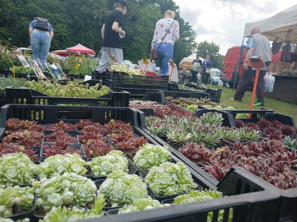 Kiermasz ogrodniczy „Złote ogrody księżnej Doroty” [ZDJĘCIA] Radio Zachód - Lubuskie
