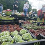 Kiermasz ogrodniczy „Złote ogrody księżnej Doroty” [ZDJĘCIA] Radio Zachód - Lubuskie