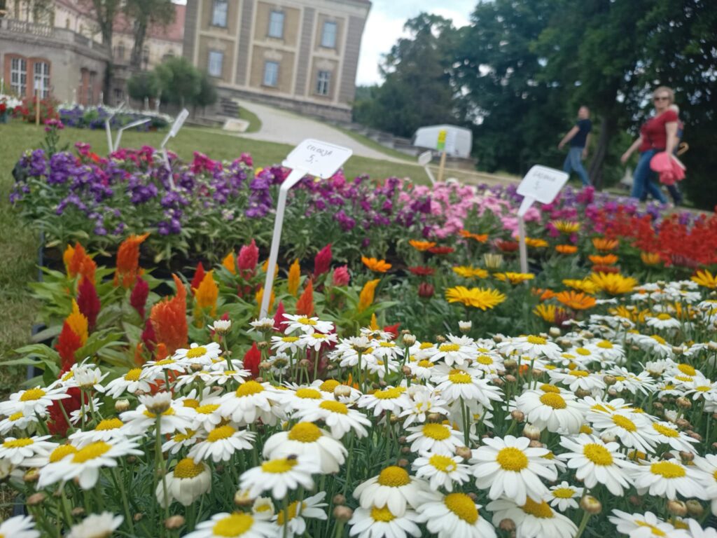 Kiermasz ogrodniczy „Złote ogrody księżnej Doroty” [ZDJĘCIA] Radio Zachód - Lubuskie