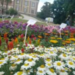 Kiermasz ogrodniczy „Złote ogrody księżnej Doroty” [ZDJĘCIA] Radio Zachód - Lubuskie