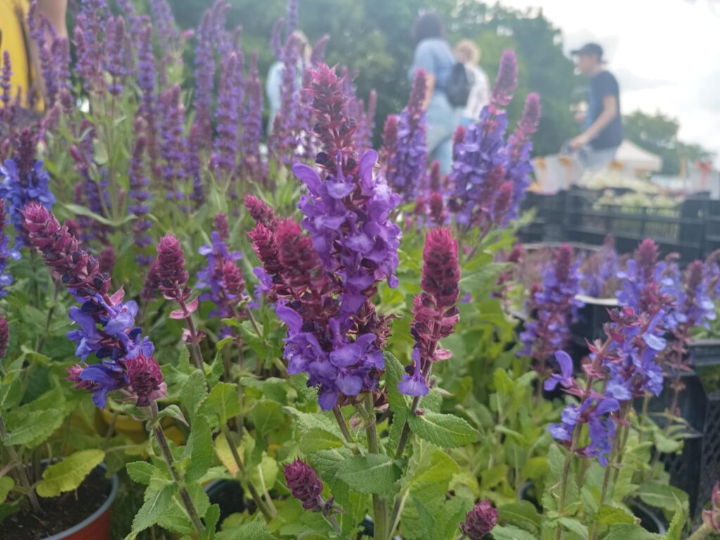 Kiermasz ogrodniczy „Złote ogrody księżnej Doroty” [ZDJĘCIA] Radio Zachód - Lubuskie