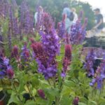 Kiermasz ogrodniczy „Złote ogrody księżnej Doroty” [ZDJĘCIA] Radio Zachód - Lubuskie