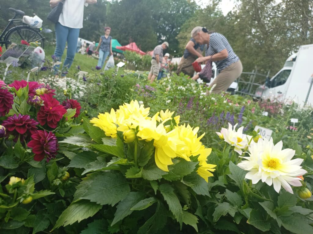 Kiermasz ogrodniczy „Złote ogrody księżnej Doroty” [ZDJĘCIA] Radio Zachód - Lubuskie