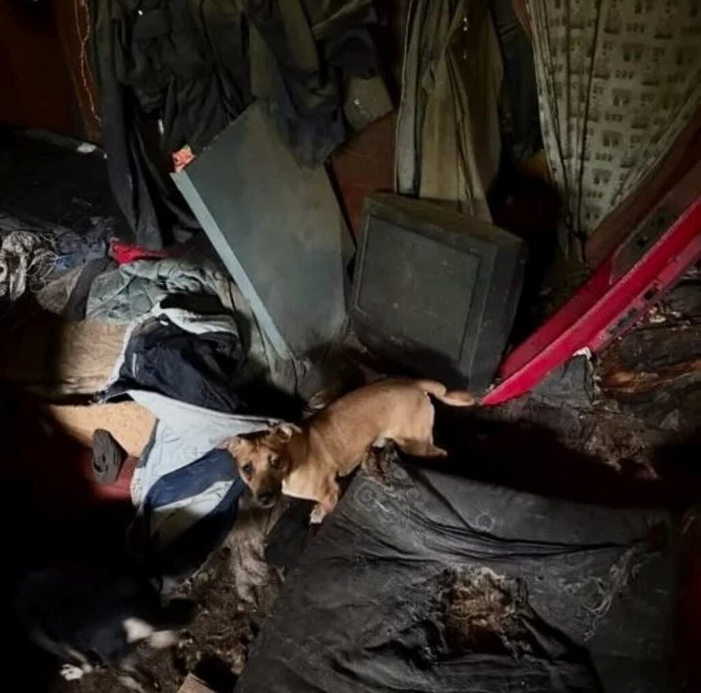 Interwencja u zbieracza fot. I.Kwiatkowska