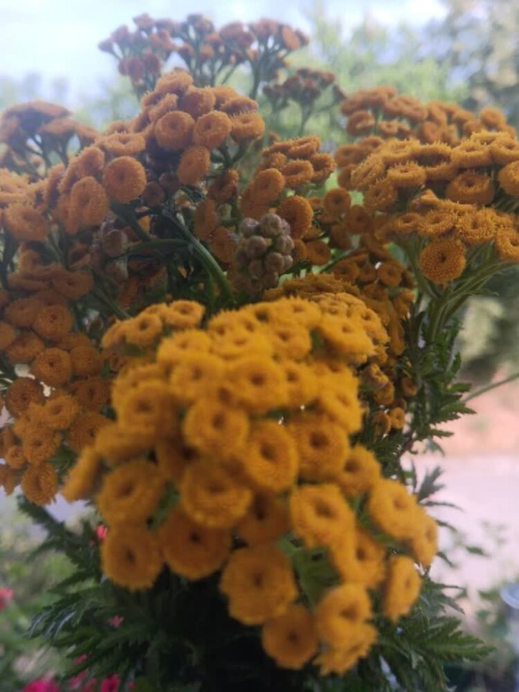 Dziewanna ma właściwości lecznicze Radio Zachód - Lubuskie