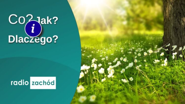 Wędrujemy po lesie Radio Zachód - Lubuskie