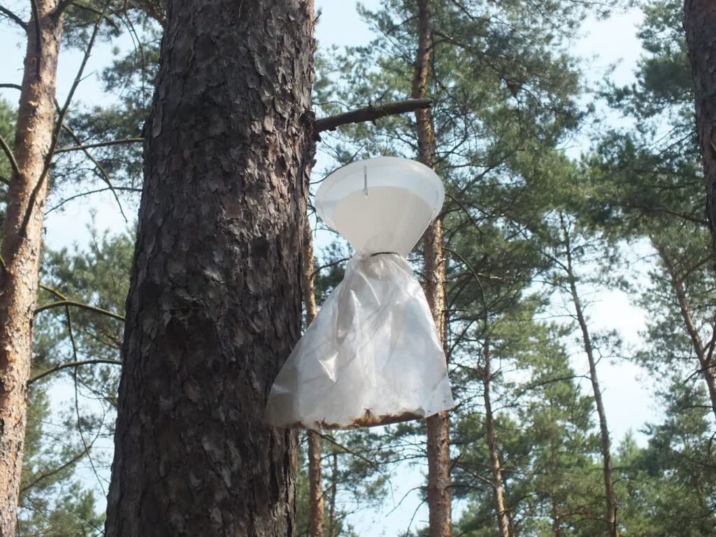 Leśnicy o tajemniczych białych woreczkach na sosnach Leśnicy o tajemniczych białych woreczkach na sosnach Radio Zachód - Lubuskie