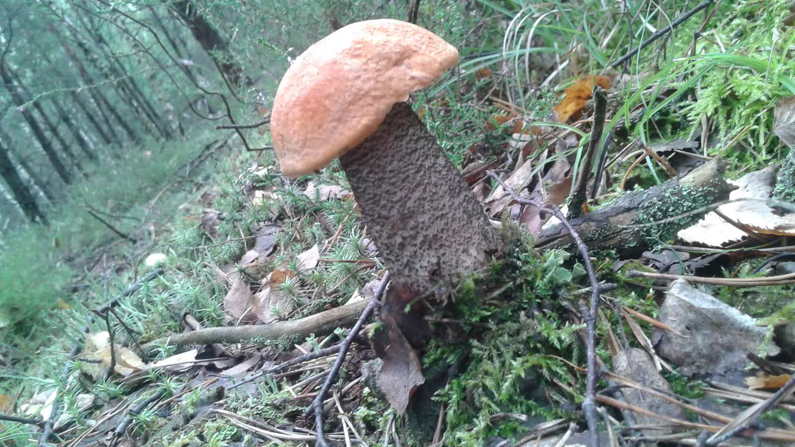 Porady leśników dotyczące bezpiecznego grzybobrania