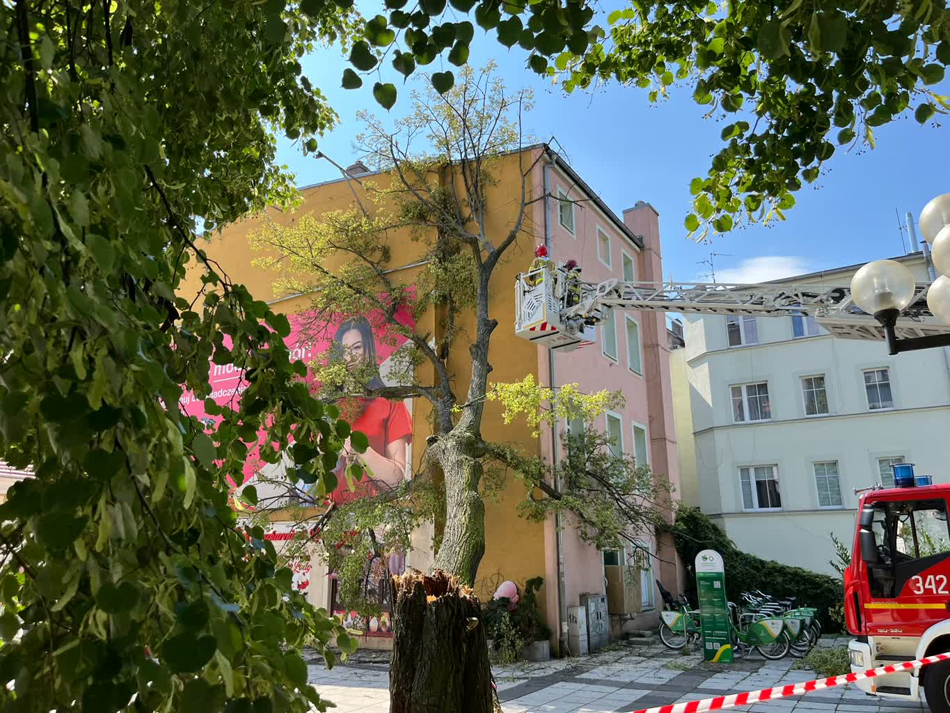 Miasto przeprowadzi ekspertyzy drzew rosnących na deptaku Radio Zachód - Lubuskie