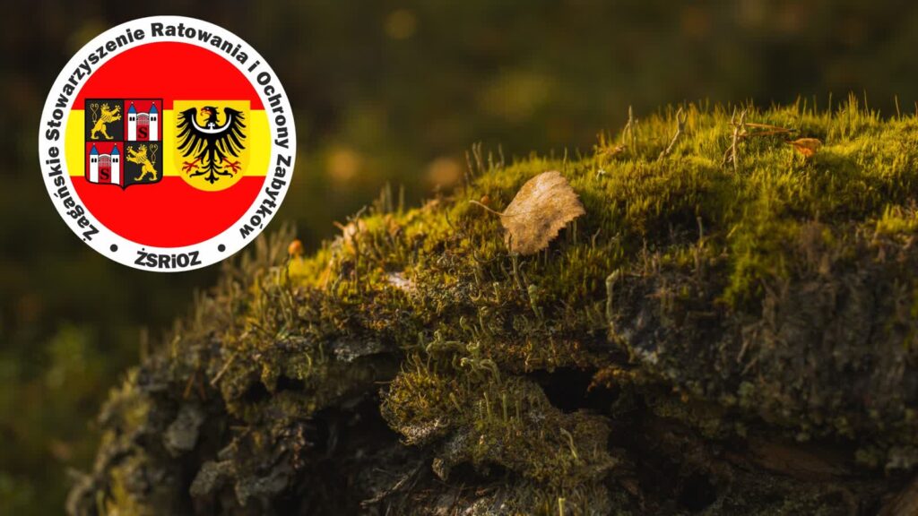 Fot. Żagańskie Stowarzyszenie Ratowania i Ochrony Zabytków/FB i Freepik