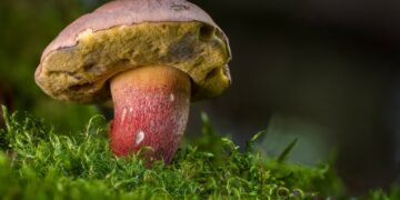 Idziesz na grzyby? Uważaj na kleszcze Radio Zachód - Lubuskie