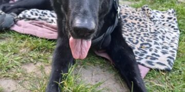 Fera wciąż zasługuje na miłość i opiekę, choć już nie chodzi 15 Fera wciąż zasługuje na miłość i opiekę, choć już nie chodzi Radio Zachód - Lubuskie