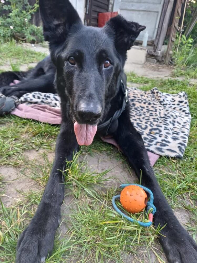 Fera wciąż zasługuje na miłość i opiekę, choć już nie chodzi 9 Fera wciąż zasługuje na miłość i opiekę, choć już nie chodzi Radio Zachód - Lubuskie