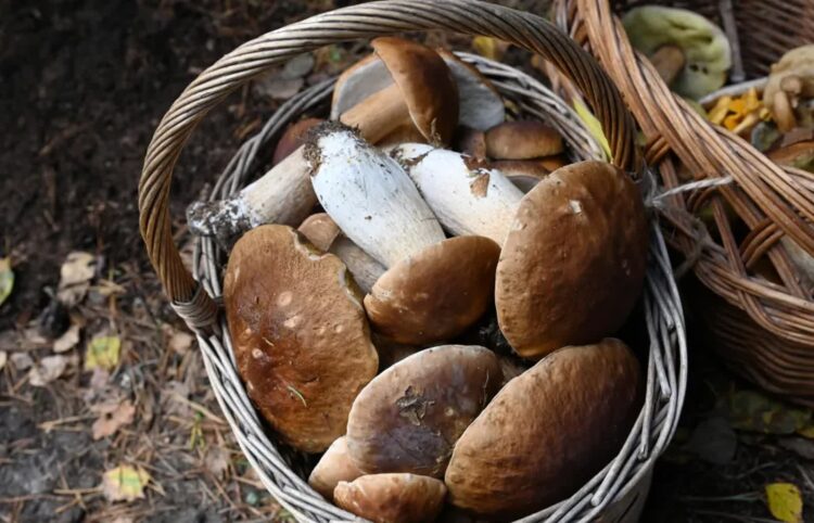 Grzybobranie. Fot. PAP/Marcin Bielecki