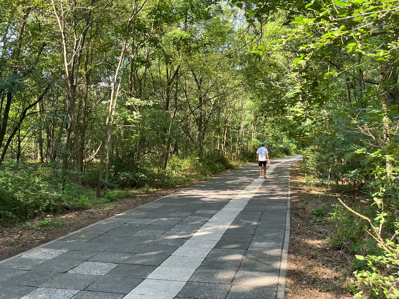 Powstanie dalsza część deptaka leśnego łączącego osiedle Zacisze i Leśne Radio Zachód - Lubuskie